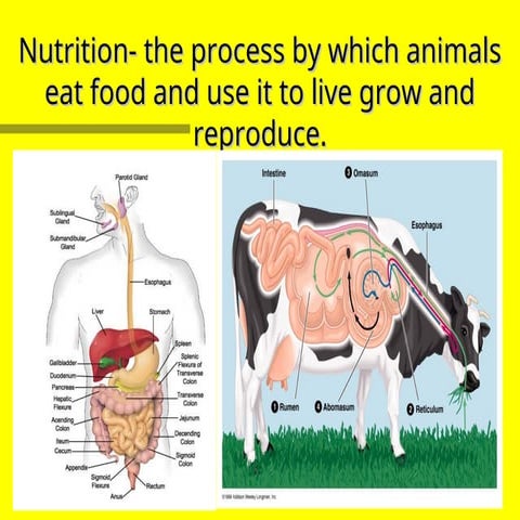 Terra AGR2200 digestive systems.ppt rnbreth