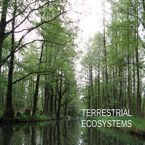 Terrestrial ecosystems
