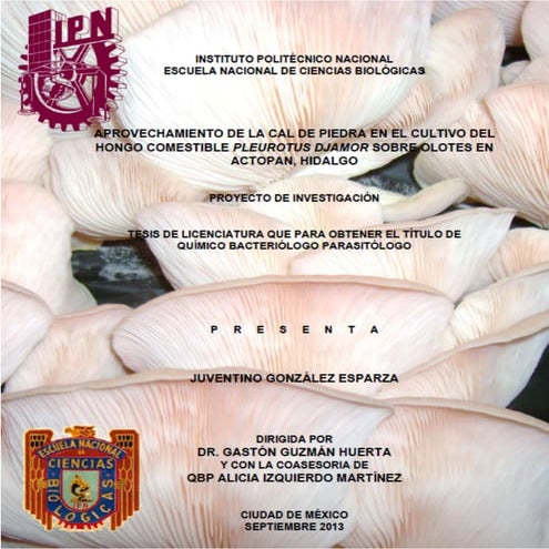 APROVECHAMIENTO DE LA CAL DE PIEDRA EN EL CULTIVO DEL HONGO COMESTIBLE Pleuro...