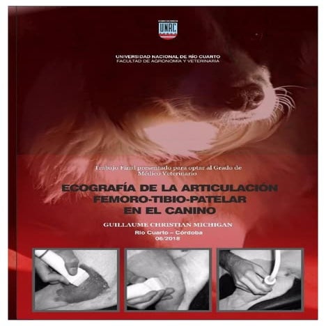 Medicina Felina Hyperaldosteronisme Felin Pas Si Rare Vetbreed