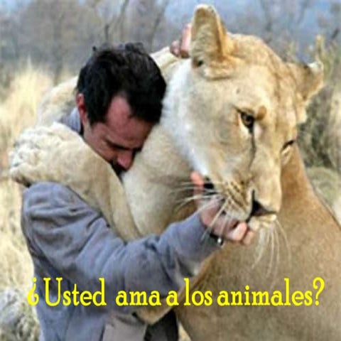 Test.4 usted ama a los animales | PPTX