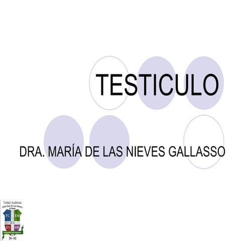 Testiculo Maria