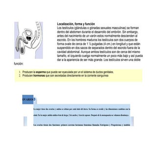Testiculos