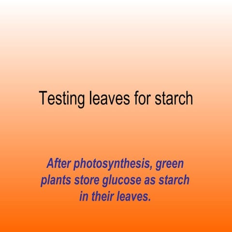 Testing A Leaf For Starch