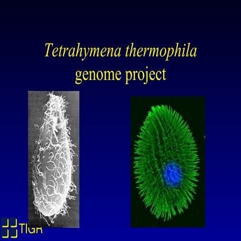 Tetrahymena genome project 2003 presentation by Jonathan Eisen