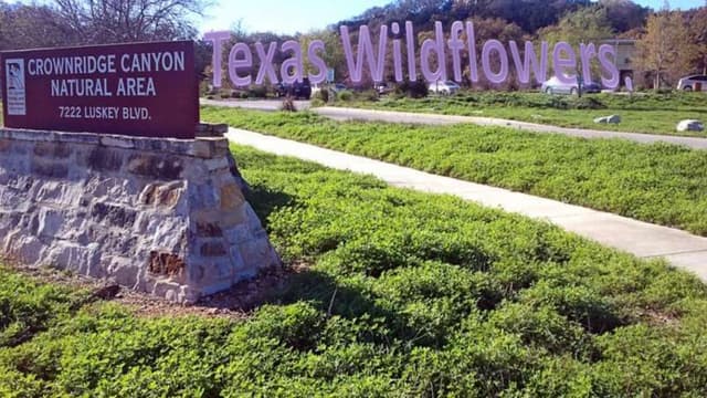 Texas wildflowers