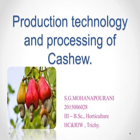 PRODUCTION TECHNOLOGY AND PROCESSING OF CASHEW