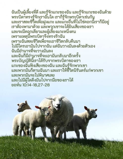 Thai Good Shepherd Gospel Tract Pdf Thai Good Shepherd Gospel Tract Pdf
