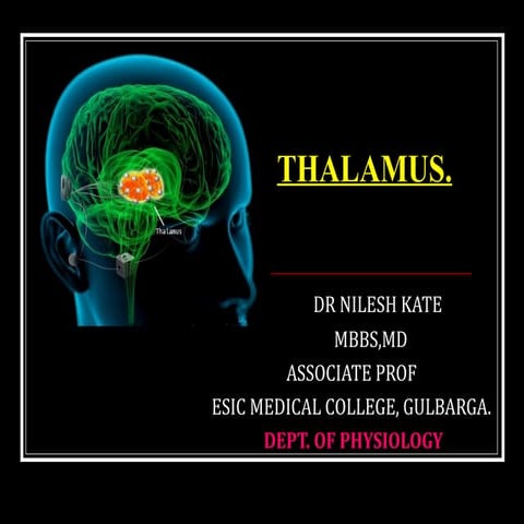 THALAMUS
