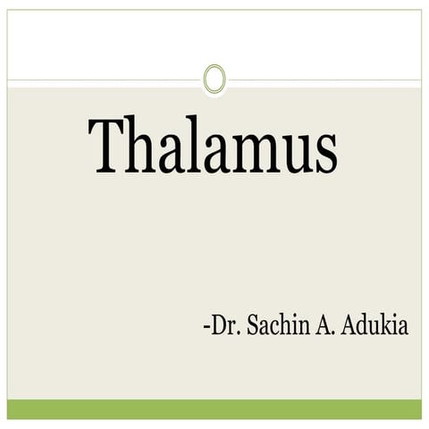 Thalamus