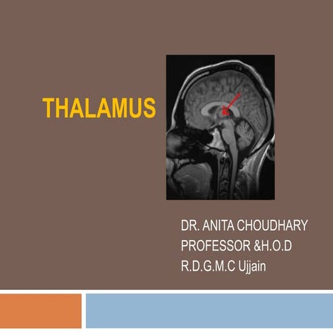Thalamus