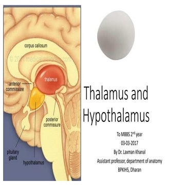 Antomy of Thalamus and hypothalamus