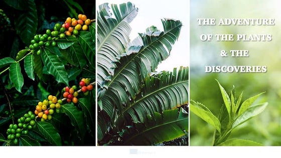 Origin and Evolution of vegetables | PPT