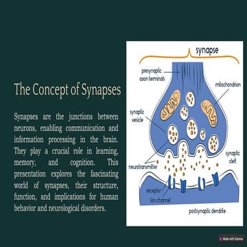 The-Concept-of-Synapses-Lesson-IV (1).pdf