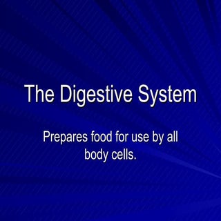 The Digestive System   Powerpoint