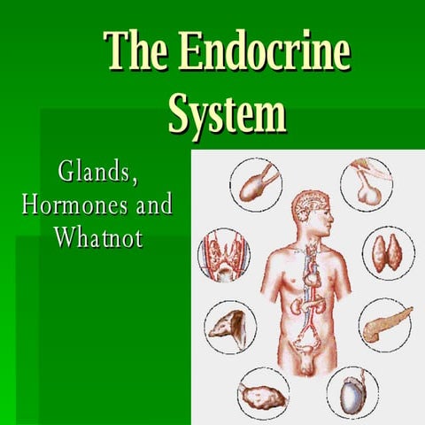 The Endocrine System