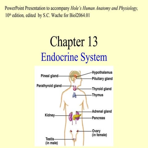 The Endocrine System - Chapter 13