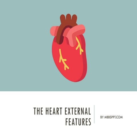 The-Heart-External-Features. Pptx by mee