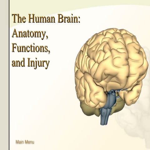 The human-brain-anatomy