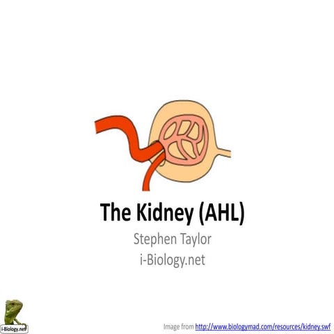 The Kidney