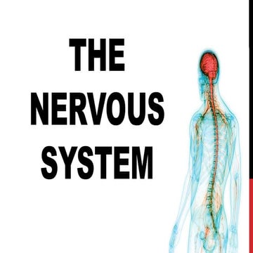 THE-NERVOUS-SYSTEM science 10 powerpoint