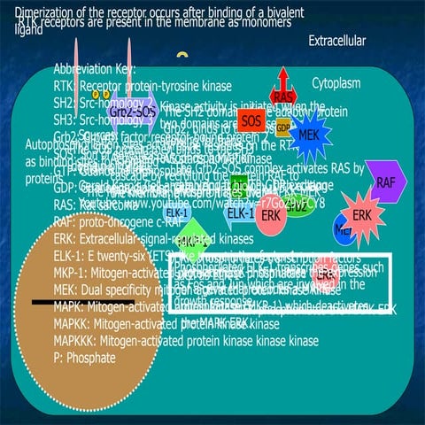 The  R T K  R A S  M E K  Signaling  Pathway By  Lenard  Tardio