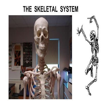 The-Skeletal-System-.................1.pptx