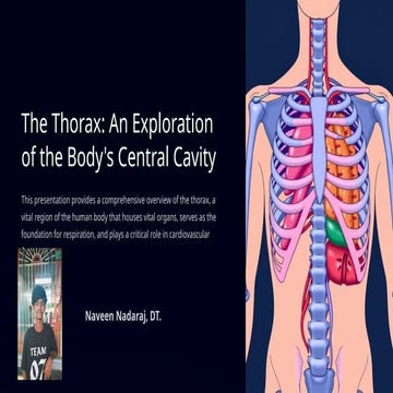 thorax.ppt