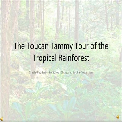 The Toucan Tammy Tour Of The Tropical Rainforest