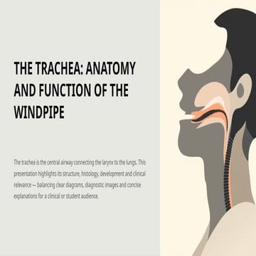 The-Trachea-Anatomy-and-Function-of-the-ytfuyc 5uf6t6tc 5fu6tf6f ...