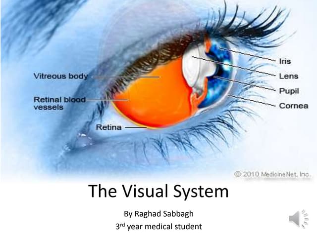 The Visual System Biology Diagrams