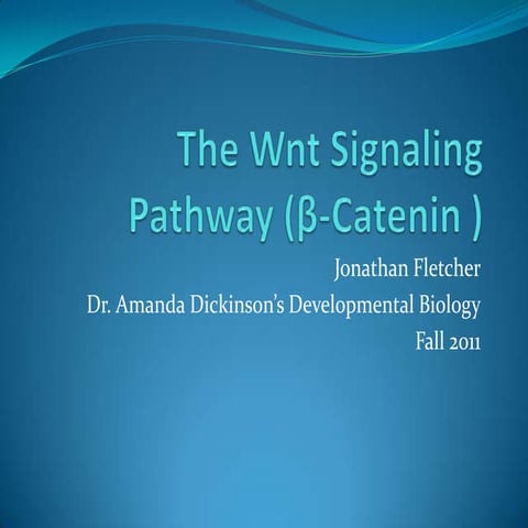 The  Wnt  Signaling  Pathway (β  Catenin )