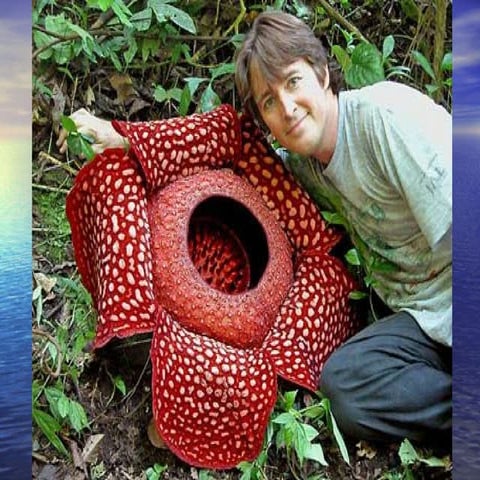 The World’S Most Unusual Plants