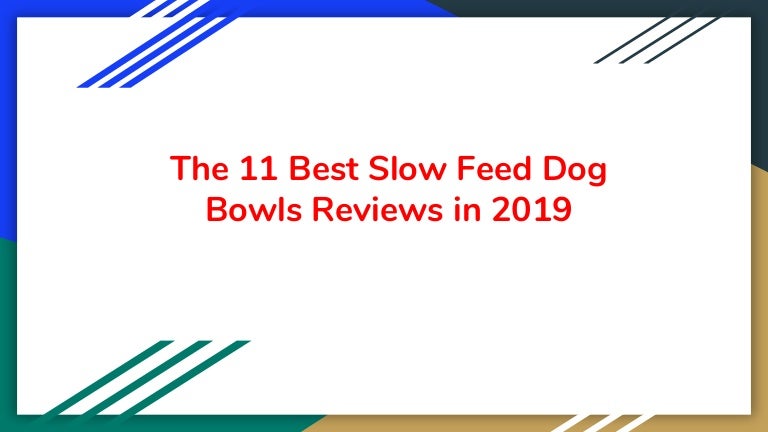 The 11 Best Slow Feed Dog Bowls Reviews In 2019