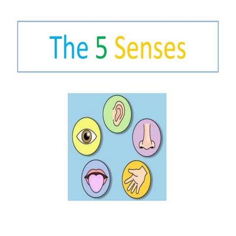 The 5 senses