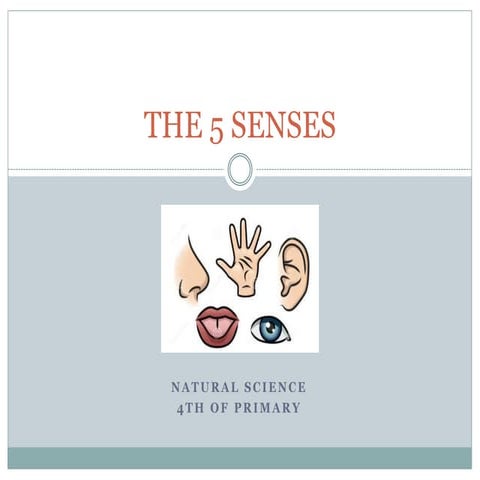 The 5 senses