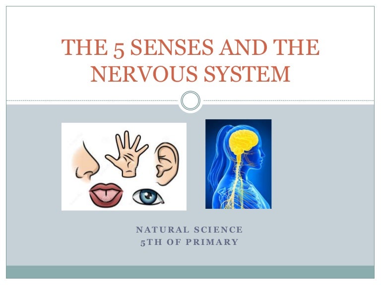 The 5 senses and nervous system