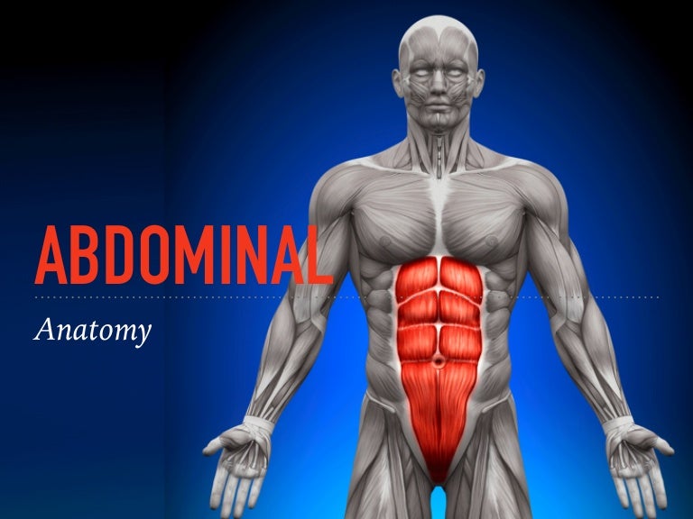 The abdominals
