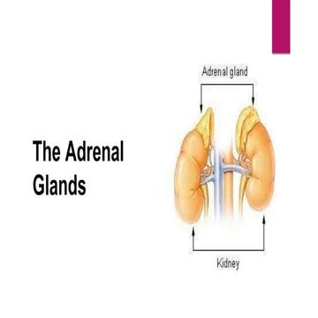 The Adrenal Gland-converted.pptx
