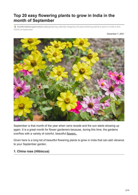 Top 20 Easy Flowering Plants To Grow In India In The Month Of September top-20-easy-flowering-plants-to-grow-in-india-in-the-month-of-september