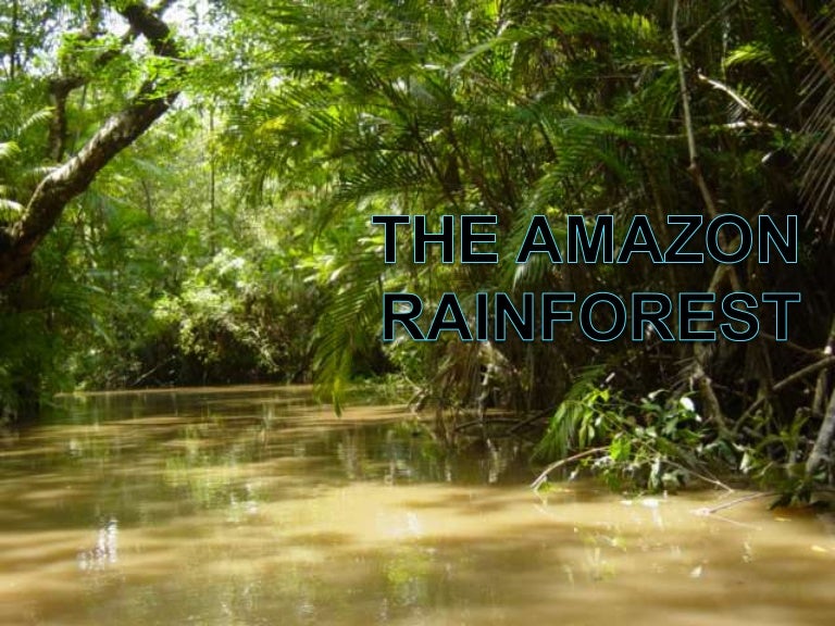 The Amazon Rainforest