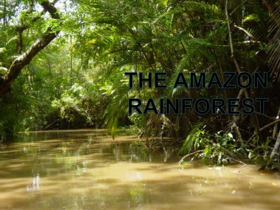 The Amazon Rainforest | PPT