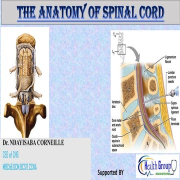 The Anatomy and physiology of Spinal cord