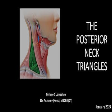 The Anatomy of the Neck.pptx pharynx and larynx