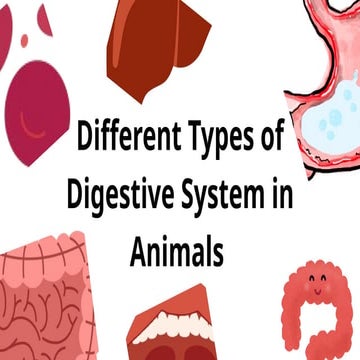 The Animal Organ System Digestive System_20241013_164609_0000.pptx