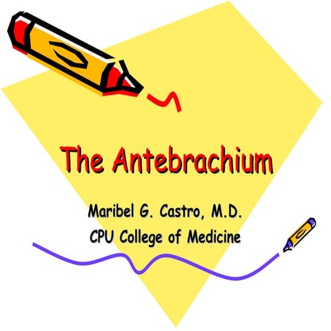 The antebrachium