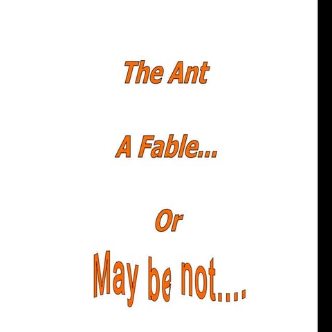 The Ant - Management Philosophy 