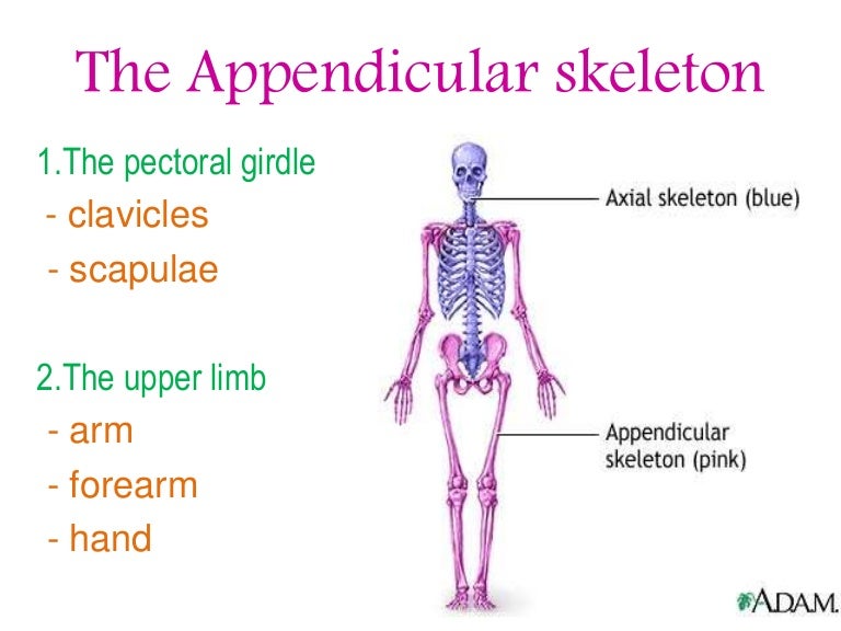 theappendicularskeleton 160826175828 thumbnail 4 jpg cb 1472234318 what bones form the shoulder girdle
