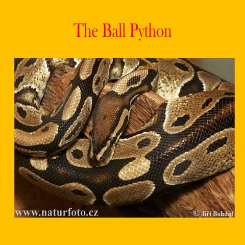The ball python | PPT