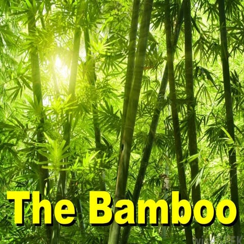 The bamboo